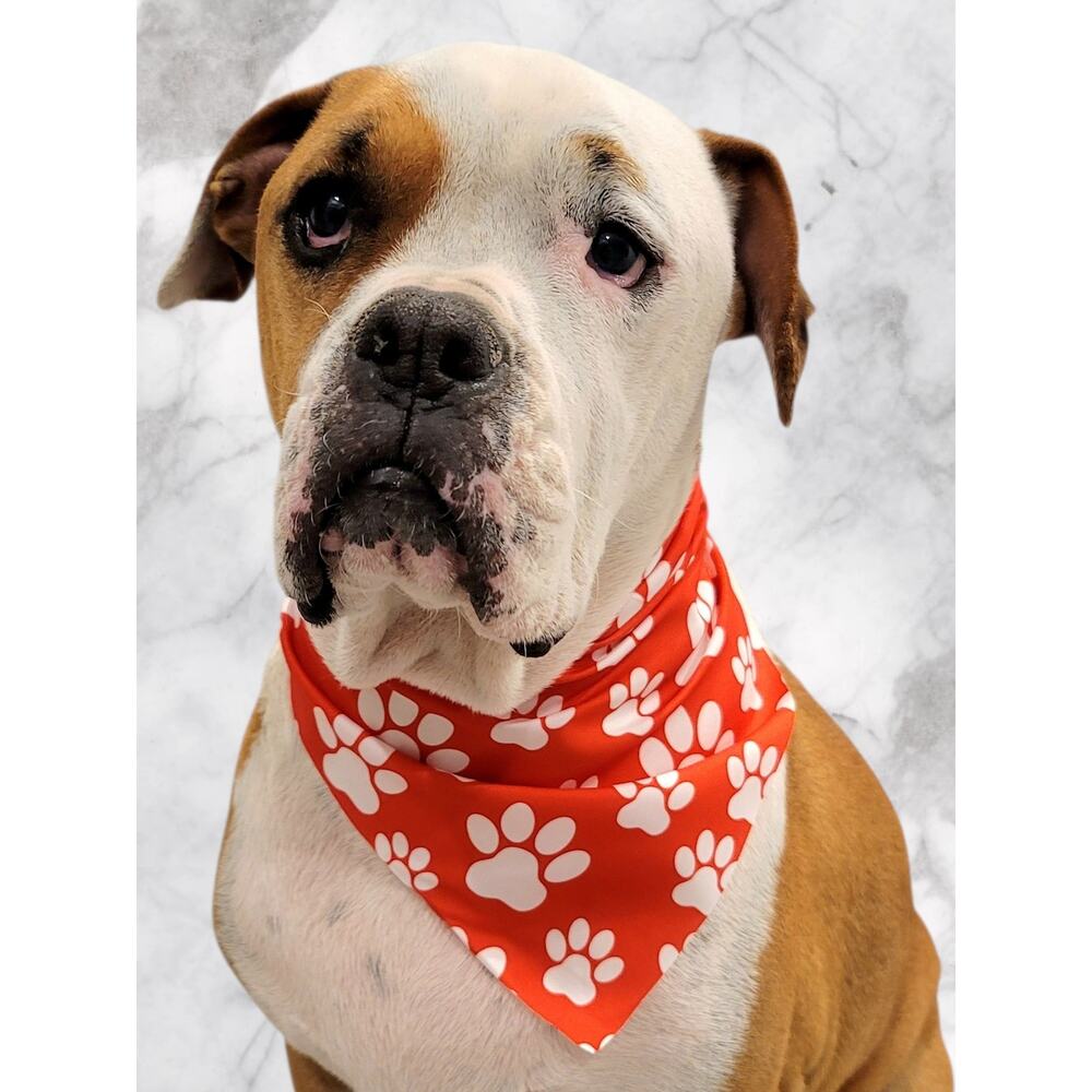 Red Pet Bandana White Paw Print